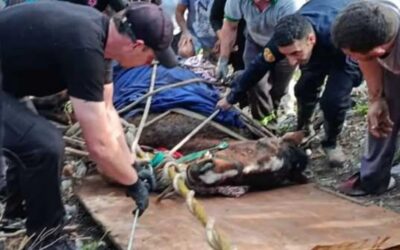 Tras amplio operativo, rescataron a un caballo que cayó en un arroyo de Paraná
