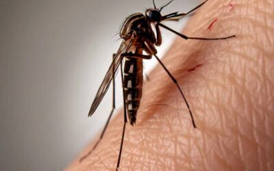 El Conicet desarrolla en Rosario un test rápido y económico para detectar el dengue
