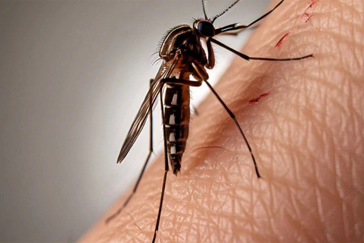 el-conicet-desarrolla-en-rosario-un-test-rapido-y-economico-para-detectar-el-dengue-20260815-130817