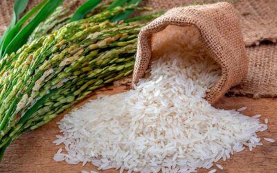 Crearon el sello “Arroz Entrerriano”: qué requisitos deberán cumplir los productores