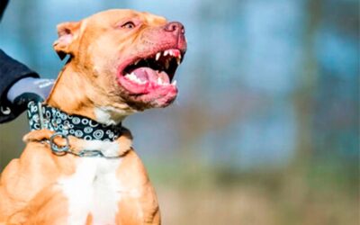 Murió otro nene de dos años tras ser atacado por un pitbull en Córdoba