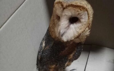 Recuperaron animales robados y rescataron aves silvestres en sendos procedimientos
