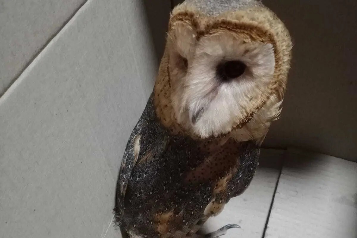 recuperaron-animales-robados-y-rescataron-aves-silvestres-en-sendos-procedimientos-20260907-000639