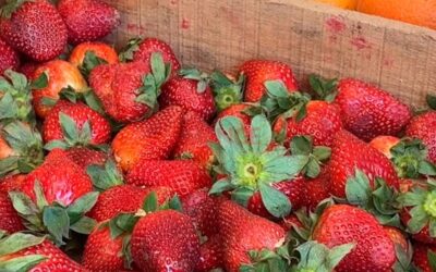Temporada de frutillas: productores advierten por baja demanda y márgenes cada vez más ajustados