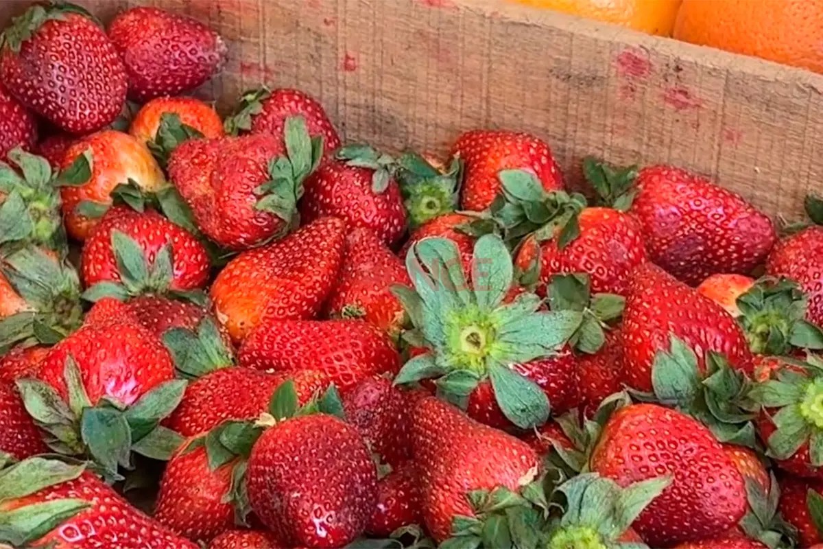 temporada-de-frutillas-productores-advierten-por-baja-demanda-y-margenes-cada-vez-mas-ajustados-20260903-230336